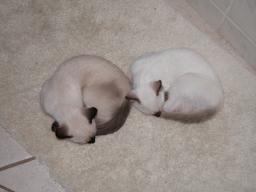 kittens - 071307 15